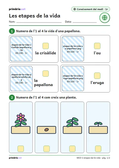Pàgina 1 de 2: Les etapes de la vida