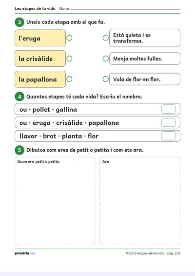 Pàgina 2 de 2: Les etapes de la vida