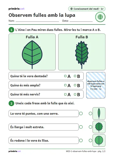 Pàgina 1 de 2: Observem fulles amb la lupa