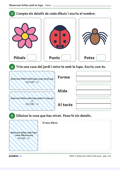 Pàgina 2 de 2: Observem fulles amb la lupa
