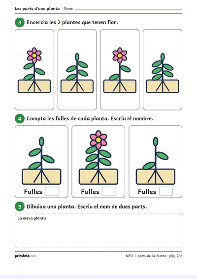 Pàgina 2 de 2: Les parts d'una planta